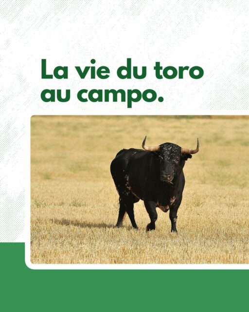 🐂 Le toro de combat, véritable athlète, est élevé dans des conditions naturelles pour préserver son intégrité et son instinct sauvage, essentiels au spectacle de la corrida.
Vivre en quasi-liberté avec un minimum d’un hectare par animal garantit sa force et sa bravoure.
Son alimentation soignée et son mode de vie respecté en font un combattant prêt à affronter les arènes, symbole de la pureté et de la tradition taurine. 💪🏻
—
#ToroDeCombat #Tauromachie #Corrida #CultureEspagnole #ArtTaurin #Tradition #ÉlevageExtensif #Nature #Intégrité #Biodiversité