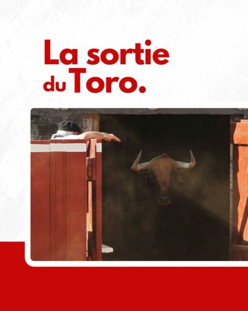 L’entrée du Toro 🐂
L’arrivée du toro en arène est un moment captivant, marqué par un mouchoir blanc de la présidence et le son des clarines.
Chaque toro, unique en fonction de son encaste, montre un comportement initial qui peut être fougueux, timoré ou agressif. Armé de son capote (cape) rose, le matador accueille le toro pour tester sa charge et le diriger progressivement vers le centre de la piste.
La sortie du toro est un moment privilégié pour les amateurs du “toreo de capote”, où des toreros dits “artistes” brillent par leur “temple” (capacité à ralentir la charge du toro grâce à la cape) et leur sens de l’esthétique. Le spectacle commence dès les premiers instants.
Les matadors cherchent à voir les qualités de l’animal dès ses premières foulées sur le sable pour adapter la lidia et guider au mieux leur équipe.
-
#Paseo #Corrida #Tauromachie #CultureTaurine #Toreros #Cartel #Corrida #Tauromachie #Feria #Toreros #Tauromachie #Corrida #CultureTaurine #Aficion #ToroBravo #Matador #ArtTauromachique #PassionTaurine #spectaclevivant