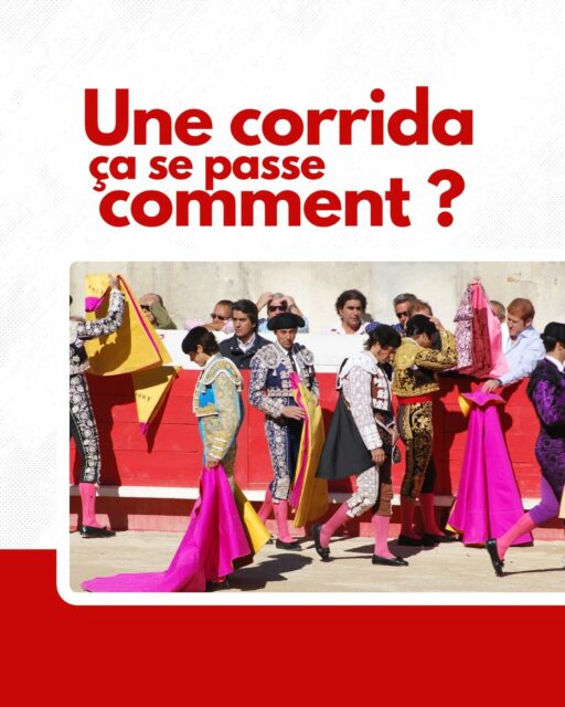 🐂 La corrida : comment ça se passe ?
Une corrida, c’est bien plus qu’un simple spectacle. Chaque corrida est composée de 6 toros, affrontés par 3 matadors selon un ordre précis basé sur leur expérience. Chaque toro est lidié à travers trois grandes étapes, les “tercios”, où sont testés son courage, sa force et sa bravoure. De l’entrée des toreros au triomphe final, nous vous dévoilons les secrets de ce rituel chargé d’émotions et de tradition. Découvrez chaque étape et devenez un spectateur éclairé de cet art unique.
-
#Corrida #Tauromachie #CultureEspagnole #ArtTauromachique #Tradition