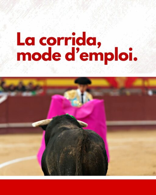 🐂 Vous préparez à assister à votre première corrida ? Cette section est faite pour vous !
Comprendre la corrida, c’est avant tout connaître les bases : le déroulement du spectacle, les différents “tiers”, le parcours d’un matador, et les critères utilisés pour attribuer les trophées.
Nous vous proposons un guide complet pour décrypter chaque étape de la corrida, du paseo à la faena, afin de ne pas vous y perdre et de découvrir ce spectacle dans les meilleures conditions.
Suivez notre guide et devenez un spectateur averti, prêt à vivre cette expérience unique avec un regard éclairé.
-
#Arènes #CultureTaurine #ConseilsPratiques #PassionTauromachique #VenirAuxArènes #ToroEtCampo #TraducteurTaurin #CorridaModeDemploi #VieDesToros #CultureEspagnole #TraditionEspagnole #HistoireTauromachique #PatrimoineCulturel #feria