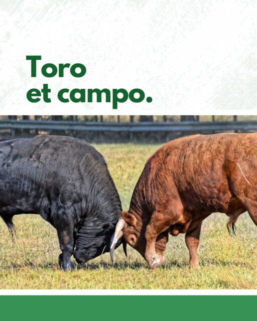 Découvrez le roi des arènes dans son environnement naturel. Le toro bravo est bien plus qu’un simple animal de spectacle, c’est un symbole de puissance, de noblesse et de beauté.
Dans cette section, nous vous emmenons à la rencontre du toro dans son milieu de vie, au cœur de la nature. Comprendre son caractère, ses origines et son élevage est essentiel pour apprécier pleinement la corrida. Vous découvrirez comment l’élevage du toro bravo contribue à la préservation de la biodiversité dans les régions où il vit.
Plongez dans l’univers fascinant du toro, et comprenez pourquoi cet animal suscite tant de respect.
-
#Arènes #CultureTaurine #ConseilsPratiques #PassionTauromachique #VenirAuxArènes #ToroEtCampo #TraducteurTaurin #CorridaModeDemploi #VieDesToros #CultureEspagnole #TraditionEspagnole #HistoireTauromachique #PatrimoineCulturel #Feria