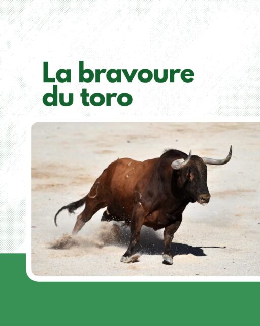 🐂 💥 La bravoure est l’essence du toro de combat.
Elle incarne sa force, son tempérament, sa capacité à affronter et à combattre avec intensité jusqu’au bout.
Depuis des générations, cette qualité unique est au cœur de la sélection du toro bravo et constitue l’un des fondements majeurs de la tauromachie.
Avec Lexitoro, découvrez et comprenez la corrida sous toutes ses coutures grâce à une approche pédagogique, culturelle et visuelle accessible à tous.
#Lexitoro #ToroBravo #Tauromachie #Corrida #culturetaurine